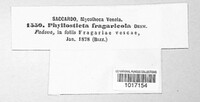 Phyllosticta fragariicola image